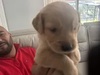 Princess 👸 , a female Golden Retriever for sale in Saint Cloud, FL – Photo 5 of 10