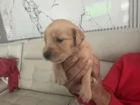 Princess 👸 , a female Golden Retriever for sale in Saint Cloud, FL – Photo 4 of 10