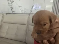 Princess 👸 , a female Golden Retriever for sale in Saint Cloud, FL – Photo 7 of 10