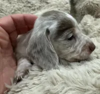 Leo  🐶🐾🤍🤎💖, a male Miniature Dachshund for sale in Saint Cloud, FL – Photo 4 of 10