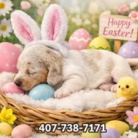 Princess , a female Miniature Dachshund for sale in Saint Cloud, FL – Photo 3 of 4