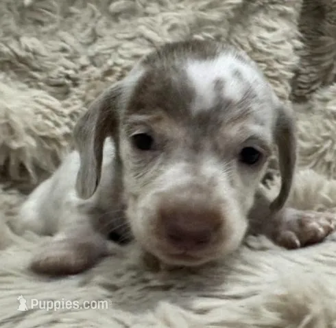 Leo  🐶🐾🤍🤎💖 – Miniature Dachshund puppy for sale in Saint Cloud, FL