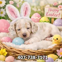 Princess , a female Miniature Dachshund for sale in Saint Cloud, FL – Photo 2 of 4