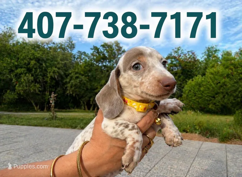 Leo  🐶🐾🤍🤎💖 – Miniature Dachshund puppy for sale in Saint Cloud, FL
