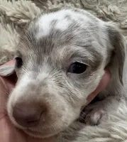 Leo  🐶🐾🤍🤎💖, a male Miniature Dachshund for sale in Saint Cloud, FL – Photo 7 of 10