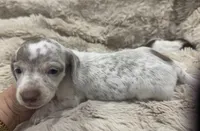 Leo  🐶🐾🤍🤎💖, a male Miniature Dachshund for sale in Saint Cloud, FL – Photo 6 of 10