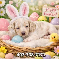 Princess , a female Miniature Dachshund for sale in Saint Cloud, FL – Photo 1 of 4