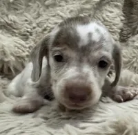 Leo  🐶🐾🤍🤎💖, a male Miniature Dachshund for sale in Saint Cloud, FL – Photo 2 of 10