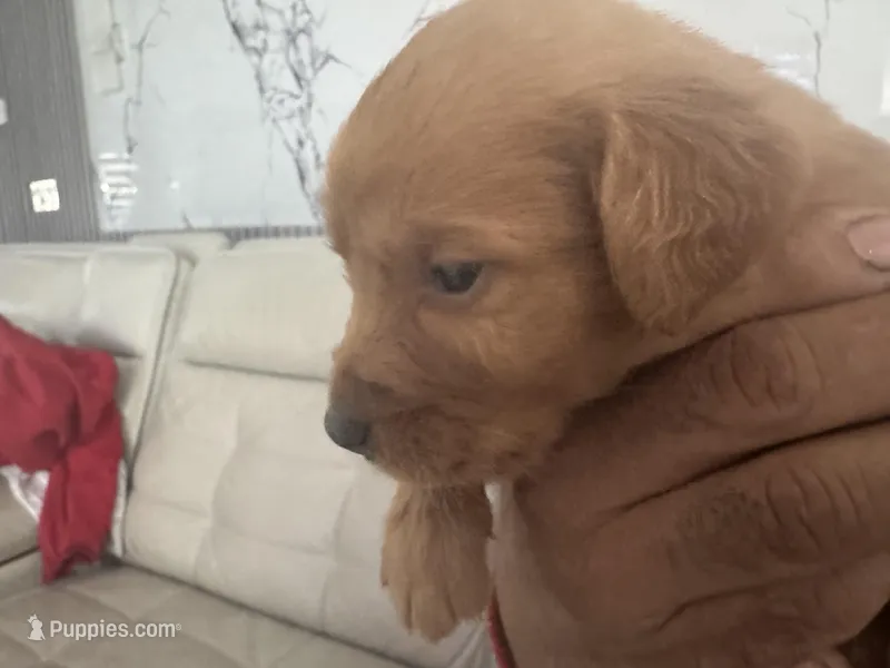 Leo😍😍😍 – English Cream Golden Retriever puppy for sale in Saint Cloud, FL