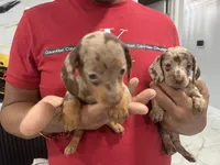 Leo, a male Miniature Dachshund for sale in Saint Cloud, FL – Photo 4 of 7