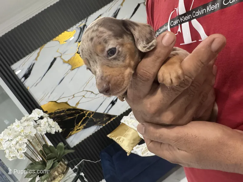 Leo, a male Miniature Dachshund for sale in Saint Cloud, FL – Photo 1 of 7