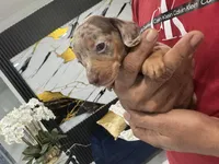 Leo, a male Miniature Dachshund for sale in Saint Cloud, FL – Photo 1 of 7