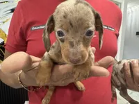 Leo, a male Miniature Dachshund for sale in Saint Cloud, FL – Photo 2 of 7