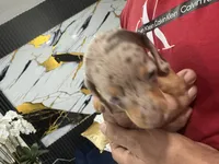 Leo, a male Miniature Dachshund for sale in Saint Cloud, FL – Photo 5 of 7