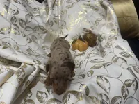 Leo, a male Miniature Dachshund for sale in Saint Cloud, FL – Photo 6 of 7