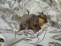 Leo, a male Miniature Dachshund for sale in Saint Cloud, FL – Photo 7 of 7