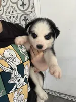 Mayla, a female Siberian Husky for sale in Saint Cloud, FL – Photo 2 of 3