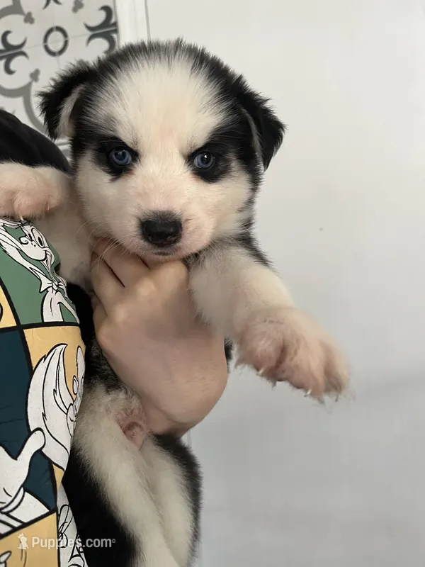 Mayla, a female Siberian Husky for sale in Saint Cloud, FL – Photo 1 of 3