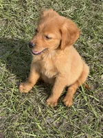 Lala, a female Golden Retriever for sale in Saint Cloud, FL – Photo 2 of 2