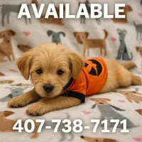 Lala, a female Golden Retriever for sale in Saint Cloud, FL – Photo 1 of 2