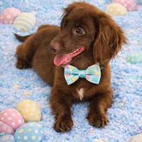 Rebekah , a female Miniature Dachshund for sale in Saint Cloud, FL – Photo 2 of 2