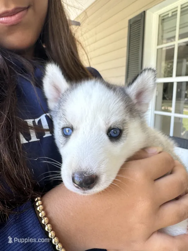 Dior, a male Siberian Husky for sale in Saint Cloud, FL – Photo 1 of 4