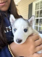Dior, a male Siberian Husky for sale in Saint Cloud, FL – Photo 1 of 4
