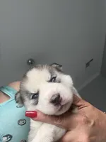 Dior, a male Siberian Husky for sale in Saint Cloud, FL – Photo 2 of 4