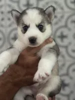 Dior, a male Siberian Husky for sale in Saint Cloud, FL – Photo 4 of 4