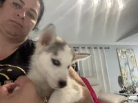 Dior, a male Siberian Husky for sale in Saint Cloud, FL – Photo 3 of 4