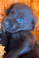 Charlene, a female Labrador Retriever for sale in Saint Cloud, FL – Photo 4 of 6