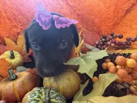 Charlene, a female Labrador Retriever for sale in Saint Cloud, FL – Photo 6 of 6