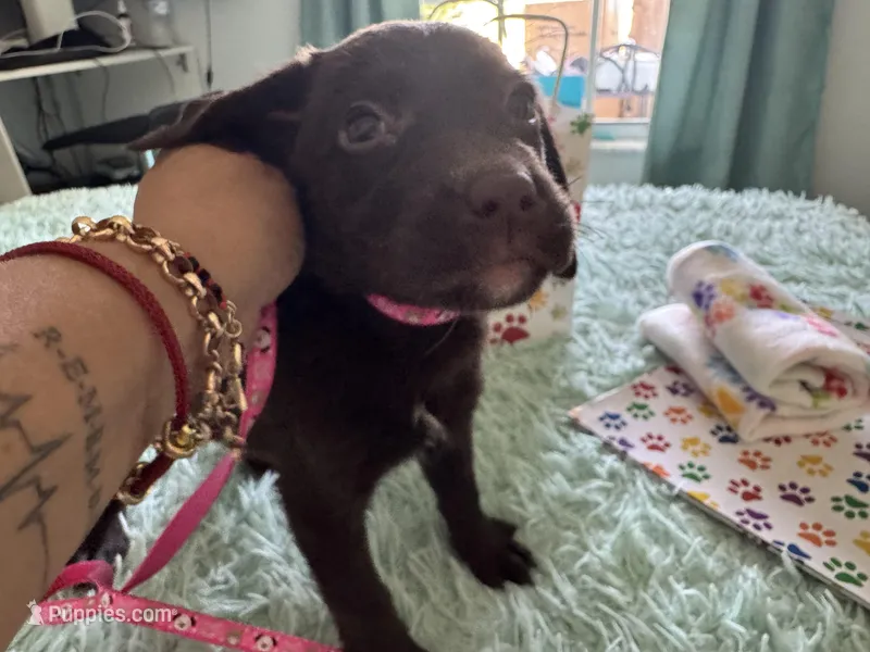 Charlene, a female Labrador Retriever for sale in Saint Cloud, FL – Photo 1 of 6