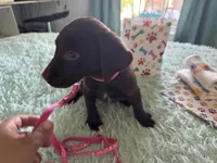 Charlene, a female Labrador Retriever for sale in Saint Cloud, FL – Photo 2 of 6