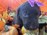 Charlene, a female Labrador Retriever for sale in Saint Cloud, FL – Photo 5 of 6