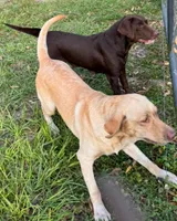 Charlene, a female Labrador Retriever for sale in Saint Cloud, FL – Photo 3 of 6