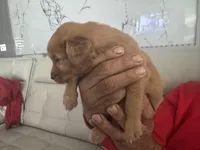 Mel 🍯 , a male English Cream Golden Retriever for sale in Saint Cloud, FL – Photo 2 of 8