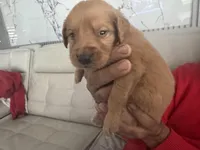 Mel 🍯 , a male English Cream Golden Retriever for sale in Saint Cloud, FL – Photo 3 of 8