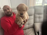 Mel 🍯 , a male English Cream Golden Retriever for sale in Saint Cloud, FL – Photo 6 of 8