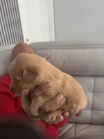 Mel 🍯 , a male English Cream Golden Retriever for sale in Saint Cloud, FL – Photo 8 of 8