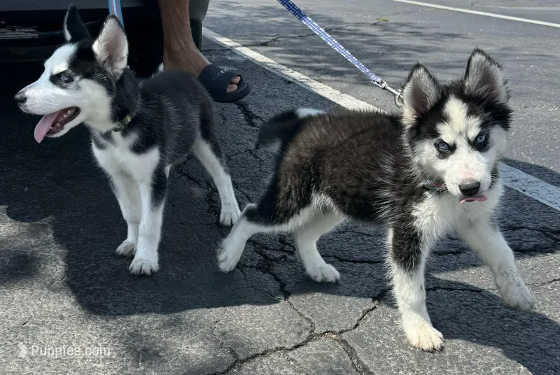 Siberian huskies, a female Siberian Husky for sale in Saint Cloud, FL – Photo 1 of 3