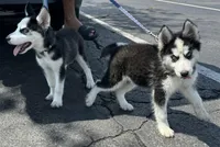 Siberian huskies, a female Siberian Husky for sale in Saint Cloud, FL – Photo 1 of 3