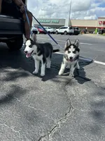 Siberian huskies, a female Siberian Husky for sale in Saint Cloud, FL – Photo 2 of 3