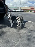 Siberian huskies, a female Siberian Husky for sale in Saint Cloud, FL – Photo 3 of 3