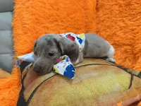 Zay, a male Miniature Dachshund for sale in Saint Cloud, FL – Photo 5 of 9