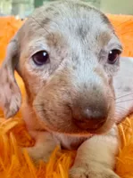 Zay, a male Miniature Dachshund for sale in Saint Cloud, FL – Photo 3 of 9