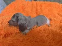 Zay, a male Miniature Dachshund for sale in Saint Cloud, FL – Photo 8 of 9