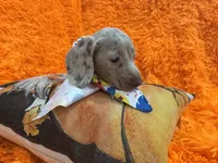 Zay, a male Miniature Dachshund for sale in Saint Cloud, FL – Photo 9 of 9