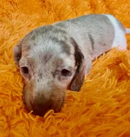 Zay, a male Miniature Dachshund for sale in Saint Cloud, FL – Photo 7 of 9