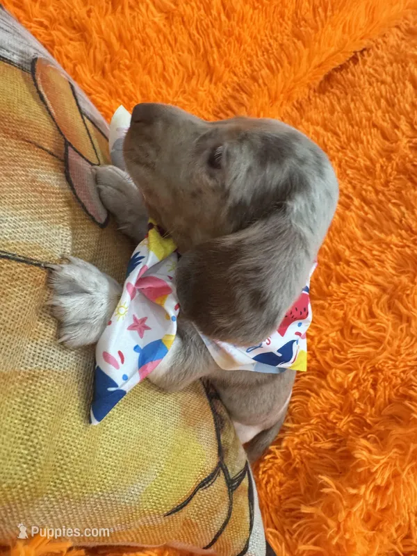 Zay, a male Miniature Dachshund for sale in Saint Cloud, FL – Photo 1 of 9